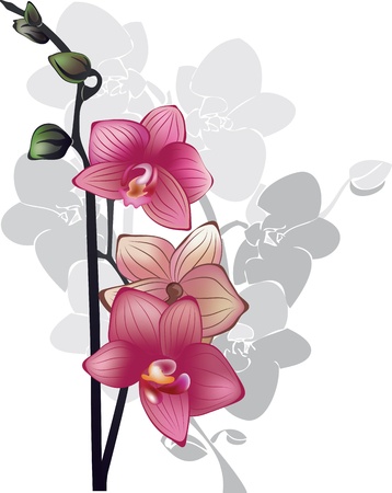 branch of pink orchids illustrationのイラスト素材