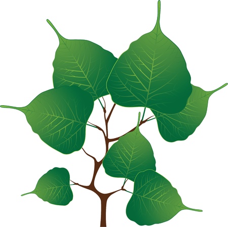 Branch with green leaves,illustrationのイラスト素材