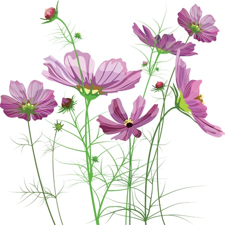 Vector garden flowers, Cosmos bipinnatusのイラスト素材