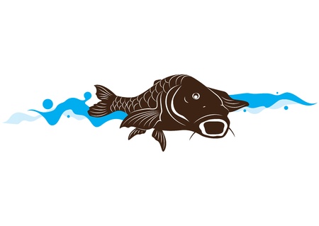 carp fish, illustrationのイラスト素材