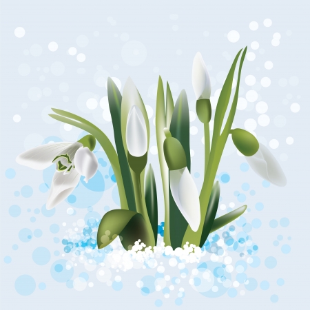 snowdrop in snowのイラスト素材