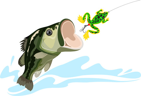 bass and bait, predatory fish, big fishing, silicone bait, vector illustrationのイラスト素材