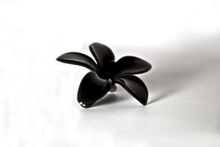 black luster flower with soft shadowの写真素材