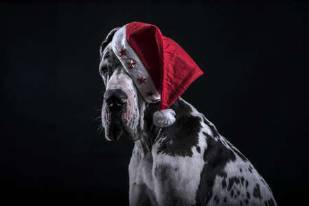 dog of breed marble great dane as Santa Claus for new yearの写真素材