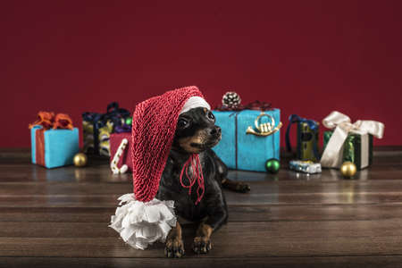 small dog terrier congratulates on Christmas and new year like の写真素材
