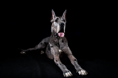 thoroughbred dog a gray harlequin Great Dane on a black の写真素材