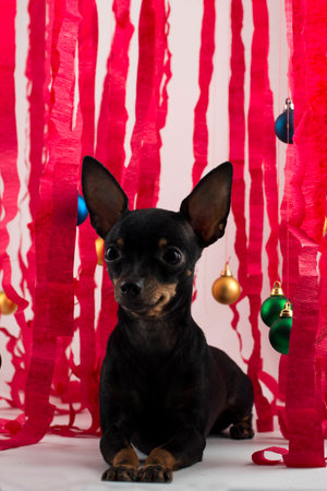 small dog terrier congratulates on Christmas and new yearの写真素材
