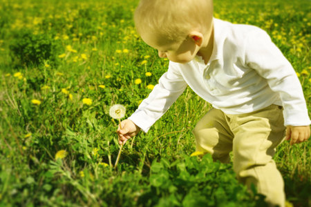 little boy child with dandelion flower in summer outdoorsの写真素材