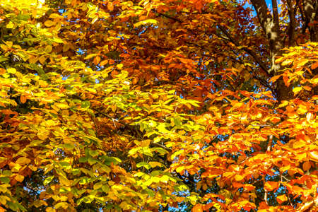 Autumn, Munich, Germanyの写真素材