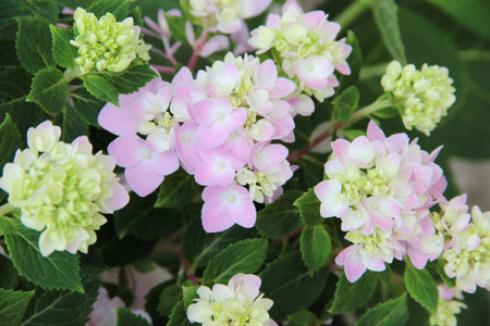 fresh blossom hydrangea flowers 