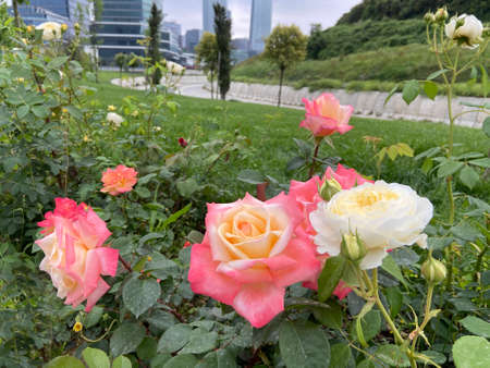 Green garden with beautiful white and rose roses, trees and landscape paysage. No people.の写真素材