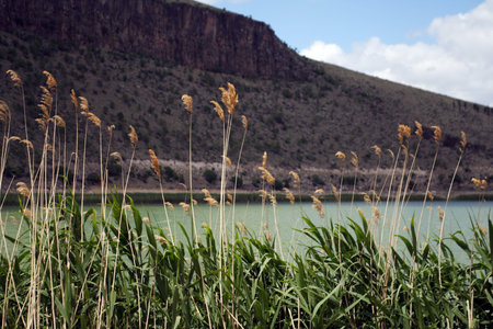 Silent tranquil beautiful natural scene of green grass, yellow flowers, lake, mountains and cloudy...