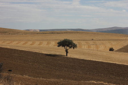 Lonely green tree standing alone in the landscape surrounded by yellow empty dry wheat fields and...