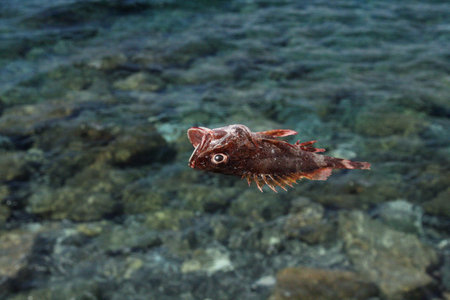 Abstract dreamlike unreal image of red dead fish floating on the surface of clean sea water swimming...