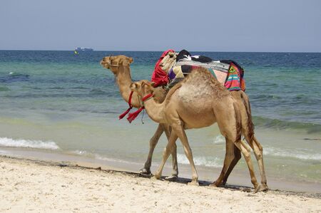 Two camels walk along the beachの写真素材