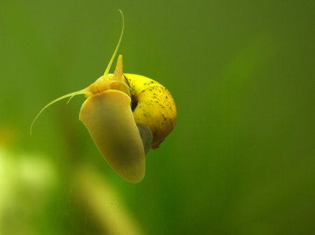 ampulyariya snail in the aquariumの写真素材