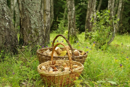 Two baskets of mushrooms in the forest in summer dayの写真素材