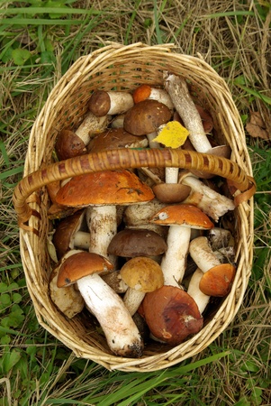 aspen mushrooms in a basketの写真素材