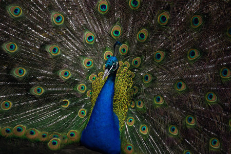 Peacock in the Moscow Zoo