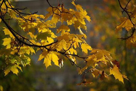 Maple branch with yellow leaves in autumn day