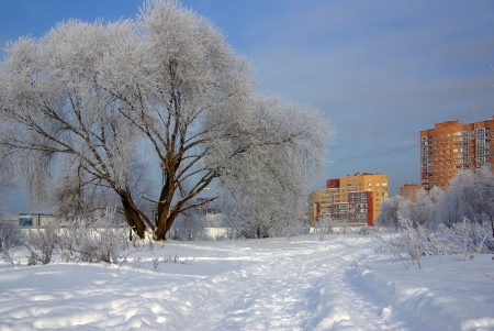 Frosty winter day in the Moscow region, Russiaの写真素材