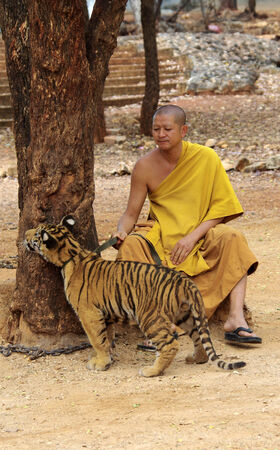 KANCHANABURI, THAILAND - January 10, 2015: Monk with tigers in Tiger Templeのeditorial素材