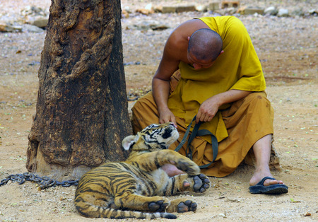 KANCHANABURI, THAILAND - January 10, 2015: Tiger in Tiger Temple Kanchanaburiのeditorial素材