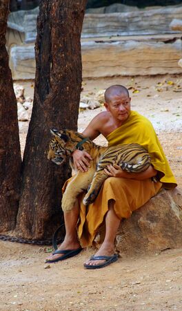 KANCHANABURI, THAILAND - January 10, 2015: Tiger in Tiger Temple Kanchanaburiのeditorial素材
