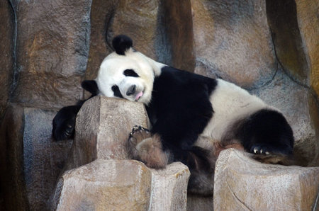 CHIANG MAI, THAILAND - January, 2015: Panda Bear, Chiang Mai Zooのeditorial素材