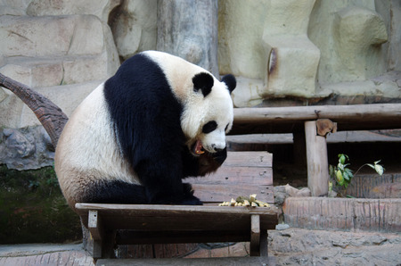 CHIANG MAI, THAILAND - January, 2015: Panda Bear, Chiang Mai Zooのeditorial素材