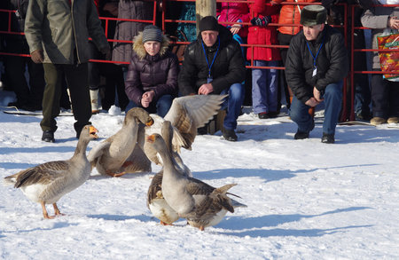 SUZDAL, RUSSIA - February 21, 2015: Goose fights on Shrovetide - the celebration and folk festival, Suzdal. Maslenitsa or Pancake Week is the ancient Slavic Holidayのeditorial素材