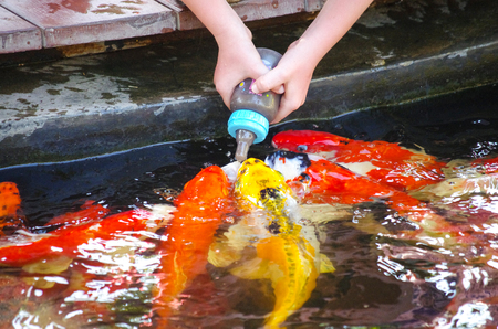 Feeding Koi from a baby's bottle in Huahin Safari Park, Thailandの写真素材