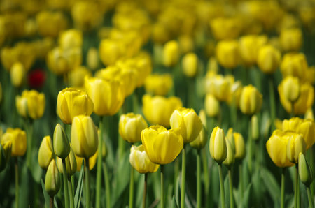 Tulips in the gardenの写真素材