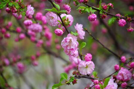 Blooming tree in spring with pink flowersの写真素材