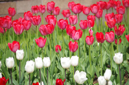 Tulips in the gardenの写真素材
