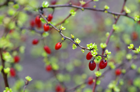 Branch of a barberry close-up