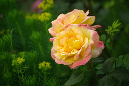 Rose in the garden