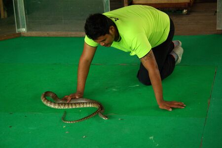 PATTAYA, THAILAND - January, 2013: "Show of snakes" performer play with a cobra during a showのeditorial素材