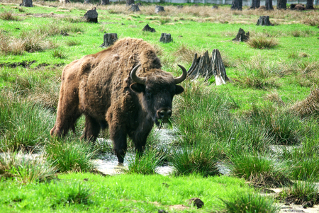 BELOVEZHSKAYA PUSHCHA, BELARUS - MAY, 2013: European Bison (Bison bonasus), standing on grass covered meadowのeditorial素材