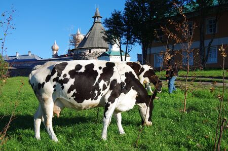 SOLOVKI, REPUBLIC OF KARELIA, RUSSIA - August, 2017: The cow near the Solovetskiy Monasteryのeditorial素材