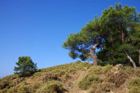 Coniferous trees on the shores of the Aegean Sea in Fethiye, Turkeyのeditorial素材