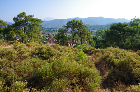 Coniferous trees on the shores of the Aegean Sea in Fethiye, Turkeyのeditorial素材