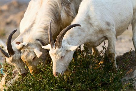 Horned goat close up viewの写真素材