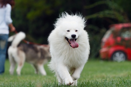 Happy dog running at the fieldの写真素材