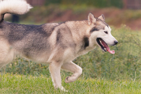 A brown adult Alaskan Malamuteの写真素材