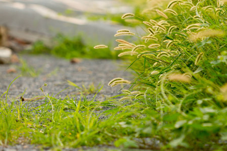 Setaria growing on the roadsideの写真素材