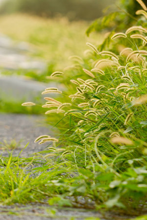 Setaria growing on the roadsideの写真素材