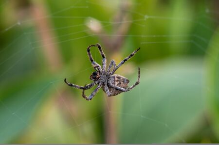 A giant tarantula, it spins a webの写真素材