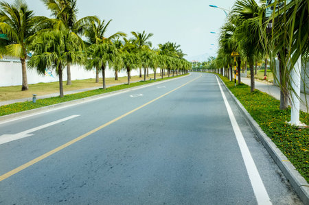 Coconut trees, the coastal highwayの写真素材