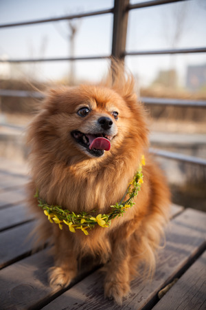Pet dogの写真素材
